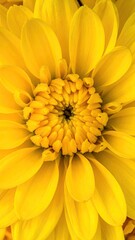 Radiant Yellow Flower Blossom Close Up with Detailed Petals and Center