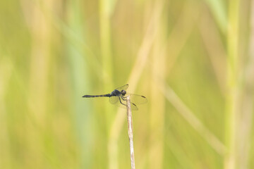 dragonfly perched on the trip of a dried reed branch with clear quad wings spread and waiting to hunt for flying insects in their native territory