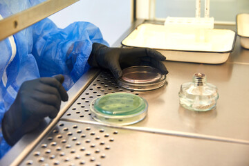 Gloved Hand of a Technician or scientist working with petri dish in microbiology laboratory. Bacterial Culture Media. Microbiologist. Bacteria.