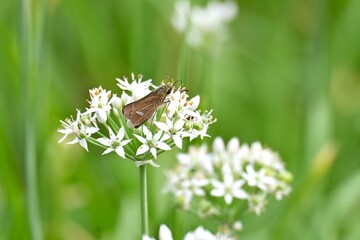 Chinese chive flowers and insects. They are flowers of the Amaryllidaceae family and have a unique smell that attracts butterflies and other insects.