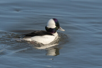 Male bufflehead (Bucephala albeola) is a small sea duck of the genus Bucephala, the goldeneyes. It breeds in Alaska and Canada and migrates in winter to southern North America