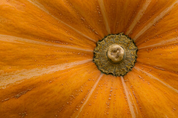 Closeup of the bottom of an Antlantic Giant pumpkin
