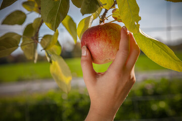 Hand picking red apple from tree branch orchard harvest farm fresh fruit agriculture autumn gardening nature outdoor