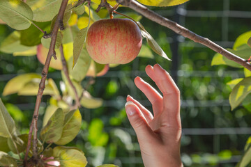 Female hand reaching red apple hanging tree branch orchard harvest picking garden fruit nature organic agriculture