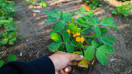 hand holding a peanuts plant