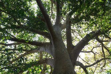 Naklejka premium Wide Tree