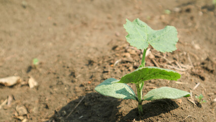Young pumpkin plants 