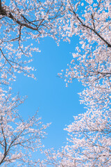 桜　青空