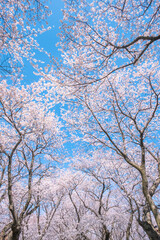 桜　満開