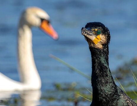 Two birds on water, close-up of cormorant