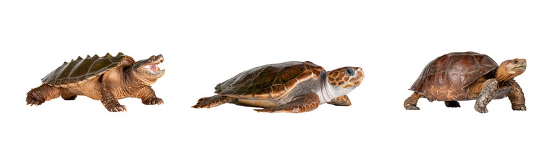 Obraz premium Three Isolated Shots of an Alligator Snapping Turtle, Sea Turtle, and Tortoise, Transparent Background, Side View