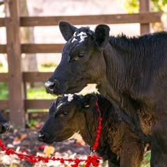 Fototapeta premium Two black and white cows in a rural setting