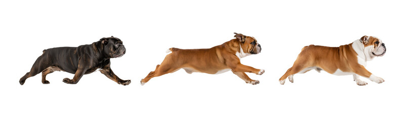 Three Isolated British Bulldogs, Transparent Background, Side View