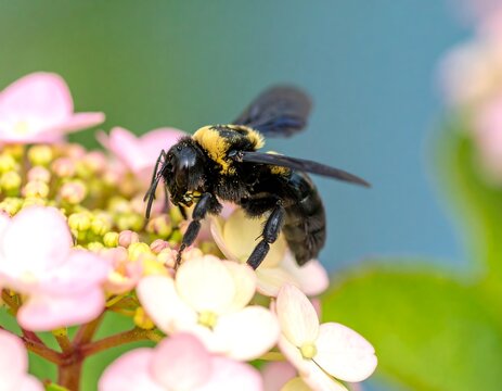 Close-up of bee on pink flower