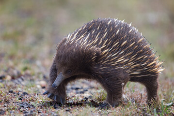 Echidna walking in the grass