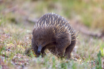 Echidna In The Grass
