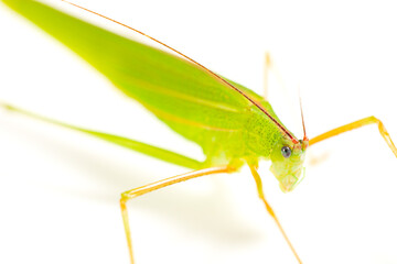 angle view katydid or bush cricket or long-horned grasshopper close up