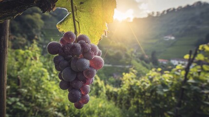 Close-up of Dolcetto Grapes with Morning Dew and Sunlight in Vineyard, Showcase of Vibrant Colors and Natural Bloom