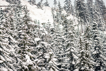Wall of snow-laden evergreen trees covering a steep hillside. Dense coniferous forest in winter landscape. Nature background, cold weather, wilderness area. © Darien