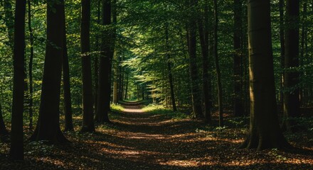 Obraz premium Sunlit path through a dense forest