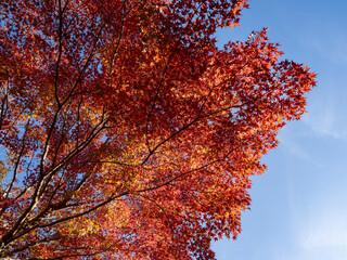 青空に映える真紅のもみじ