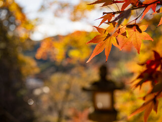 灯籠霞む秋紅葉