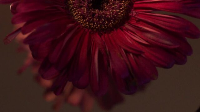 red gerber daisy rotating for tranquility
