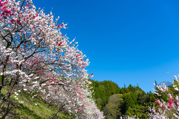 長野県阿智村　花桃の里