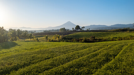 A stunning aerial view of terraced rice fields at sunrise, framed by palm trees and a mountain in the distance. Perfect for themes of agriculture, nature, rural life, and landscapes.
