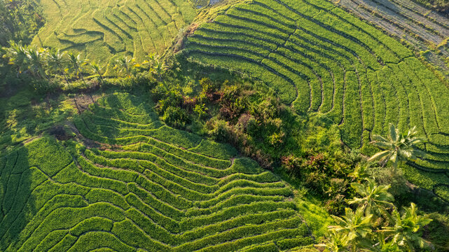 Stunning aerial drone view of lush green terraced rice fields with palm trees in tropical Indonesia. Beautiful farmland landscape, agriculture, and nature background for travel and environment themes.
