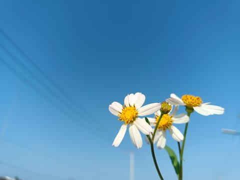 Romerillo flower, tiny white flower with blue sky as background