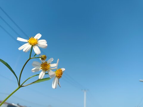 Romerillo flower, tiny white flower with blue sky as background