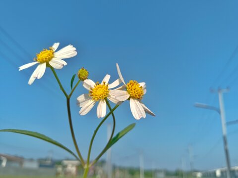 Romerillo flower, tiny white flower with blue sky as background
