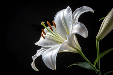 Elegant white lily flower in close-up, showcasing delicate petals and vibrant stamens against a dark background