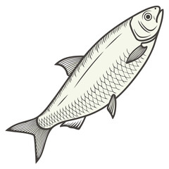 Stylized illustration of a single fresh fish with detailed scales and fins isolated on a white background