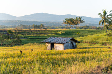 A rustic hut sits in golden terraced rice fields ready for harvest, framed by palm trees and...