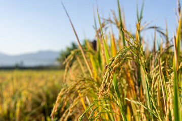 Macro close-up of ripe golden rice stalks glowing in sunlight, with blurred green paddy field and clear blue sky background. Perfect for themes of harvest, food security, and agriculture.
