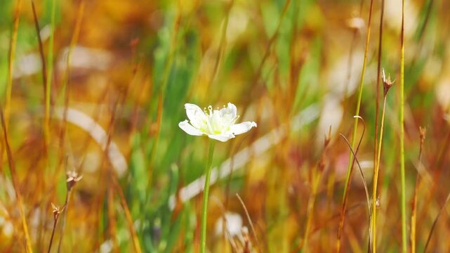 夏から秋の山地や湿原を彩るウメバチソウのある景色。自然風景素材。秋風に揺れる様子。志賀高原、田ノ原湿原の遊歩道からの美しい風景。明るい日差しに照らされて輝くかわいい様子。