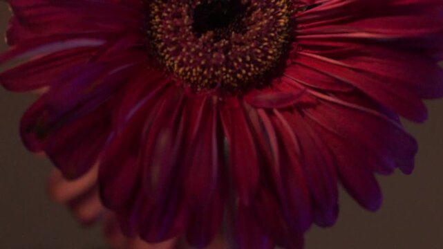 red gerber daisy rotating for tranquility