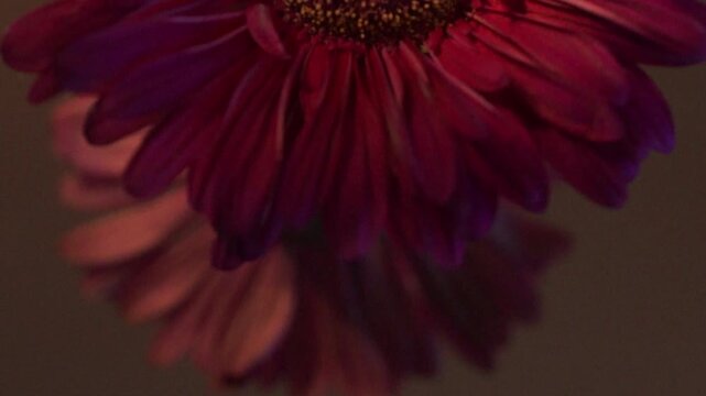 red gerber daisy rotating for tranquility