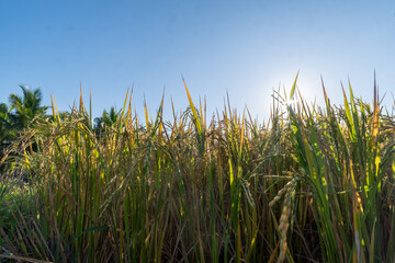 Close-up of golden rice plants ready for harvest under a bright blue sky. Tropical farmland scene with sunlight and green leaves, symbolizing agriculture and organic food production.
