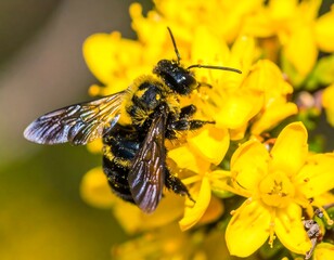 Close-up of a bee on bright yellow flowers