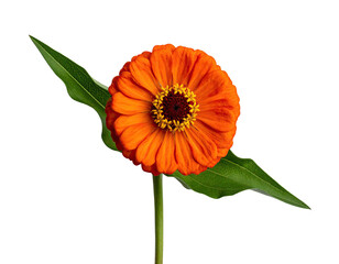 Vibrant orange flower with a dark center and two green leaves, black background