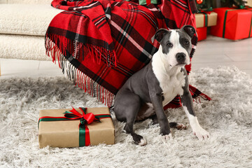 Cute Staffordshire Terrier puppy with Christmas gift at home