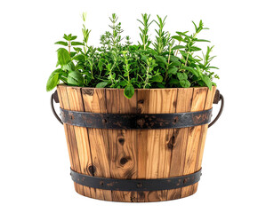Fresh herbs flourish in a rustic wooden bucket, showcasing vibrant green foliage