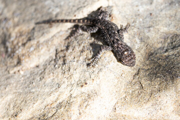 Lizard on rock