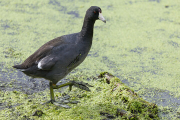 Coot in wetland