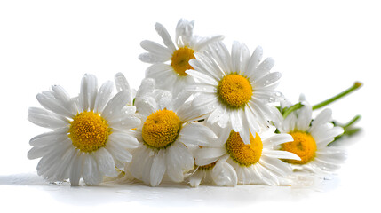 Fresh daisies in full bloom on a clean white background.
