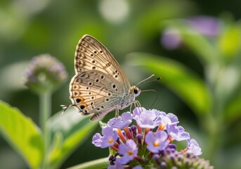 Obraz premium Delicate butterfly with intricate wing patterns rests gently on a cluster of purple flowers