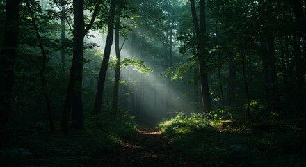 Fototapeta premium Ethereal sunbeams pierce through the dense canopy of a dark, tranquil forest, illuminating a path.